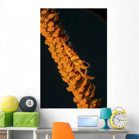 Orange Sea Whip Shrimp Wall Decal