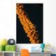 Orange Sea Whip Shrimp Wall Decal