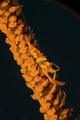 Orange Sea Whip Shrimp Wall Decal