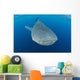 Whale Shark Descending Wall Decal