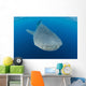 Whale Shark Descending Wall Decal