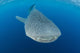 Whale Shark Descending Wall Decal