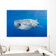 Whale Shark Descending Open Mouth Wall Decal