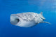 Whale Shark Descending Open Mouth Wall Decal