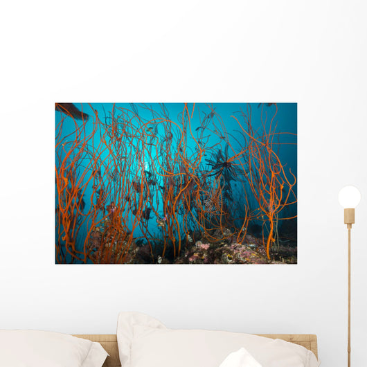 Tangle Wiry Red Corals Wall Decal