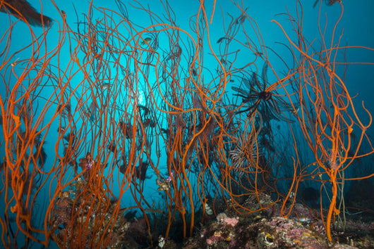 Tangle Wiry Red Corals Wall Decal