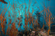 Tangle Wiry Red Corals Wall Decal