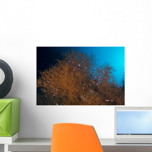 Orange and Black Coral Wall Decal