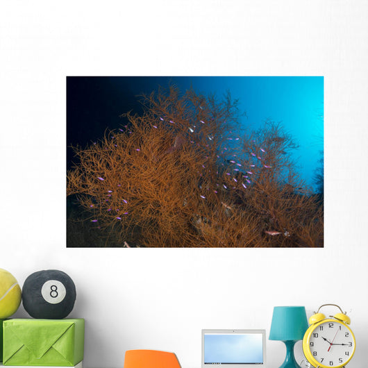 Orange and Black Coral Wall Decal