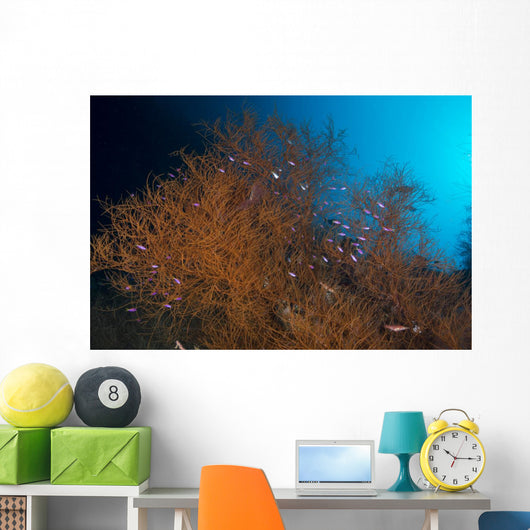 Orange and Black Coral Wall Decal