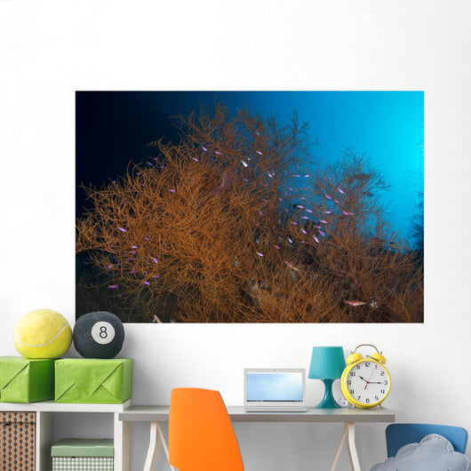 Orange and Black Coral Wall Decal