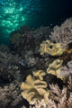 Reef Top with Various Wall Decal