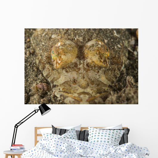 Head Crocodilefish with Frilly Wall Decal