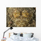 Head Crocodilefish with Frilly Wall Decal