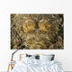 Head Crocodilefish with Frilly Wall Decal