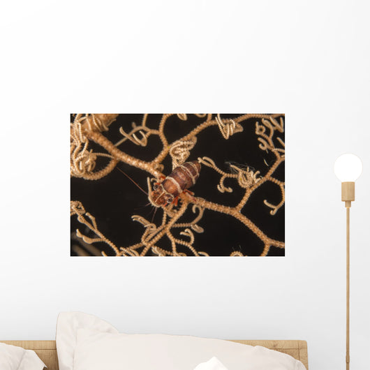 Bumblebee Shrimp Hiding Basket Wall Decal