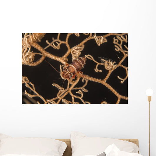 Bumblebee Shrimp Hiding Basket Wall Decal