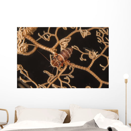 Bumblebee Shrimp Hiding Basket Wall Decal