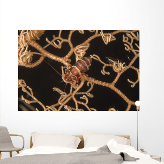 Bumblebee Shrimp Hiding Basket Wall Decal