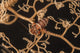 Bumblebee Shrimp Hiding Basket Wall Decal