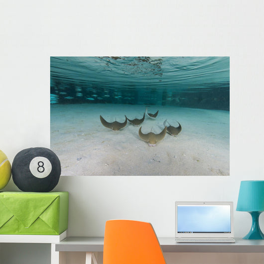 School Cownose Ray Formation Wall Decal