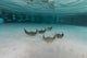 School Cownose Ray Formation Wall Decal
