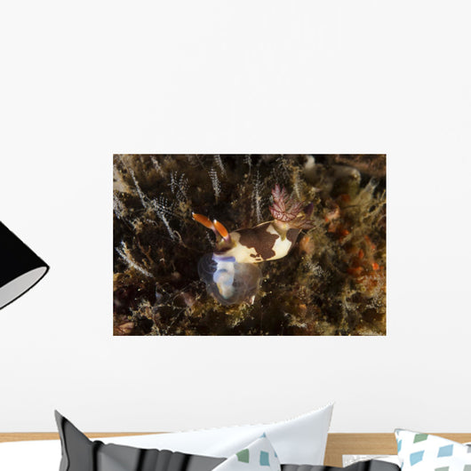 Nembrotha Chamberlaini with Feeding Horizontal Wall Decal