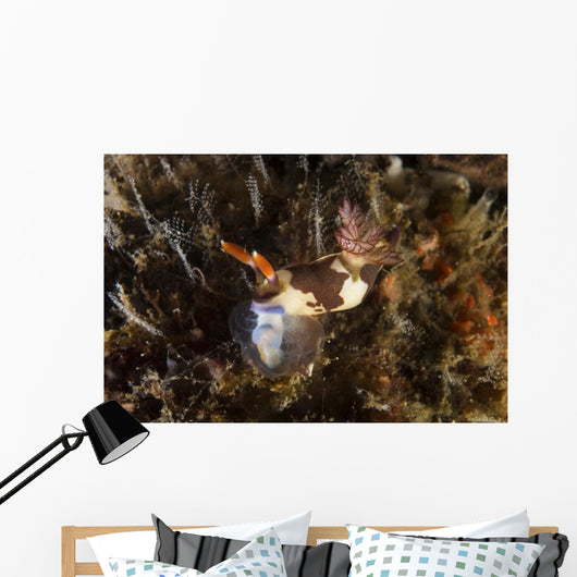 Nembrotha Chamberlaini with Feeding Horizontal Wall Decal