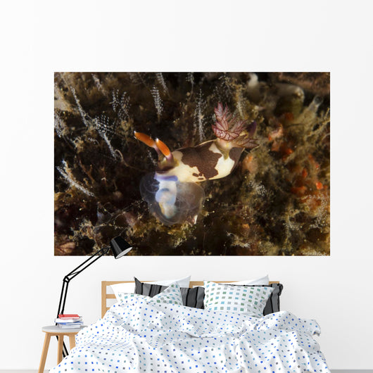 Nembrotha Chamberlaini with Feeding Horizontal Wall Decal