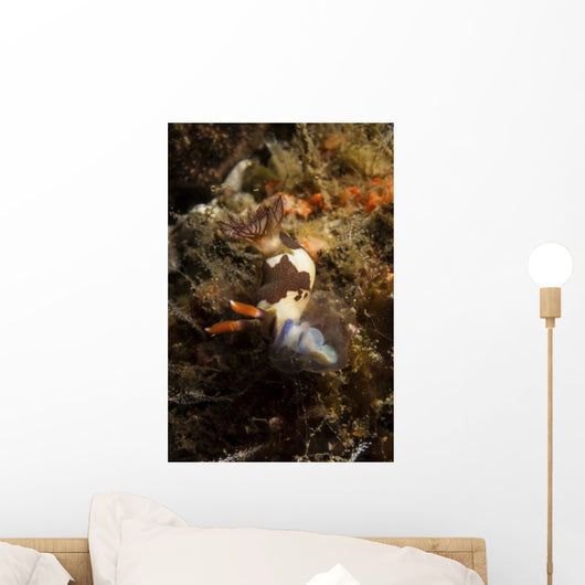 Nembrotha Chamberlaini with Feeding Wall Decal