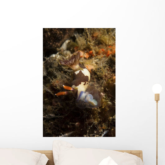 Nembrotha Chamberlaini with Feeding Wall Decal
