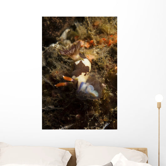 Nembrotha Chamberlaini with Feeding Wall Decal