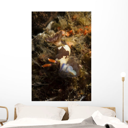 Nembrotha Chamberlaini with Feeding Wall Decal