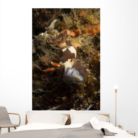 Nembrotha Chamberlaini with Feeding Wall Decal