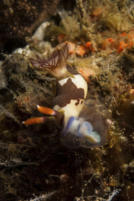 Nembrotha Chamberlaini with Feeding Wall Decal