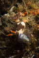 Nembrotha Chamberlaini with Feeding Wall Decal