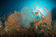 Pair Orange Gorgonian Sea Wall Decal