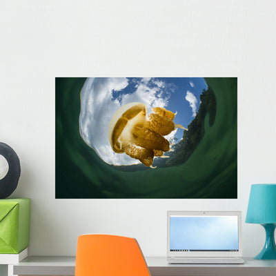 Golden Jellyfish Kakaban Lake Wall Decal shown on a wall