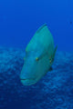 Large Napoleon Wrasse Blue Vertical Wall Decal