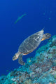 Hawksbill Sea Turtle Edge Wall Decal