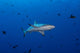 Grey Reef Shark Patrolling Wall Decal