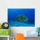 Large Napoleon Wrasse Blue Wall Decal