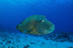 Large Napoleon Wrasse Blue Wall Decal