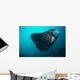 Black-bellied Manta Ray Taking Wall Decal