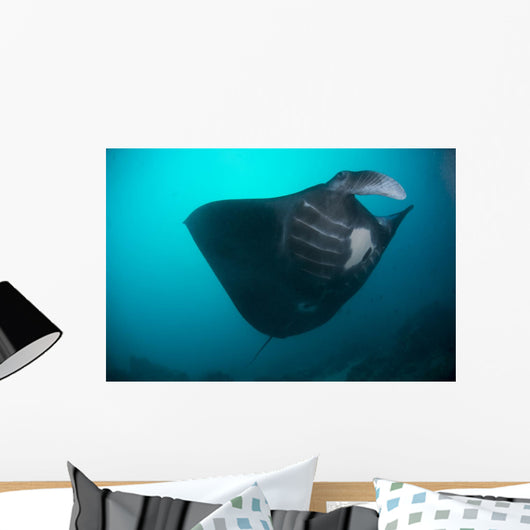 Black-bellied Manta Ray Taking Wall Decal