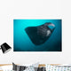 Black-bellied Manta Ray Taking Wall Decal