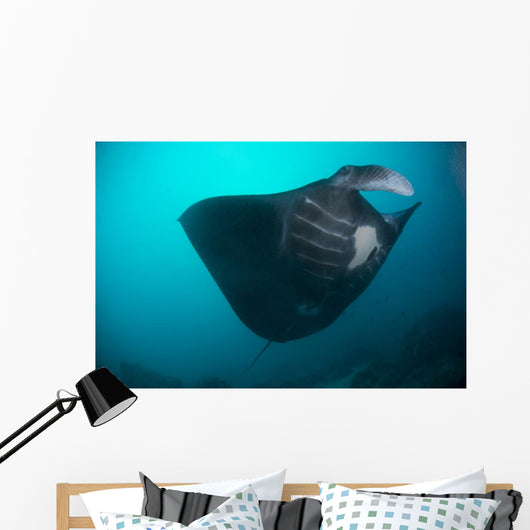 Black-bellied Manta Ray Taking Wall Decal