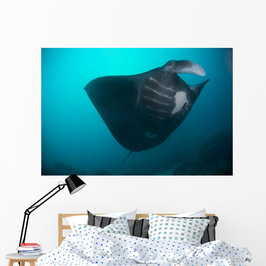 Black-bellied Manta Ray Taking Wall Decal