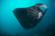 Black-bellied Manta Ray Taking Wall Decal