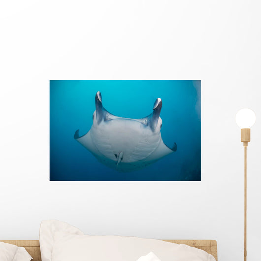 White-bellied Giant Oceanic Manta Face Wall Decal